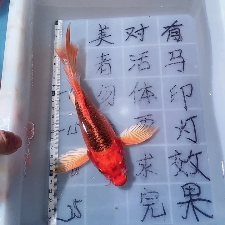 蝴蝶鲤鱼渔场直发48