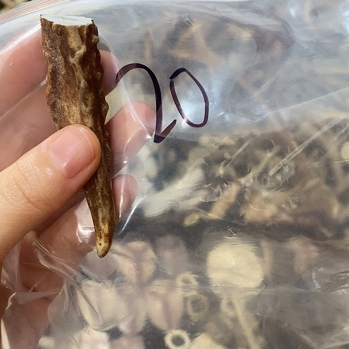 无非金属鹿角鹿角