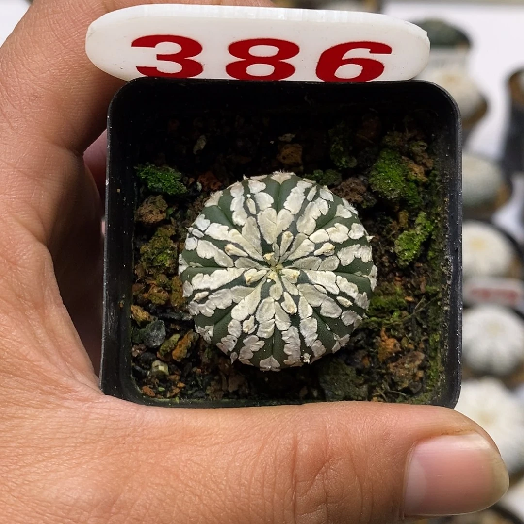 386福利特价咯福利特价咯