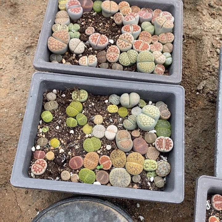 ʚ***ɞ生石花的季节是春天822