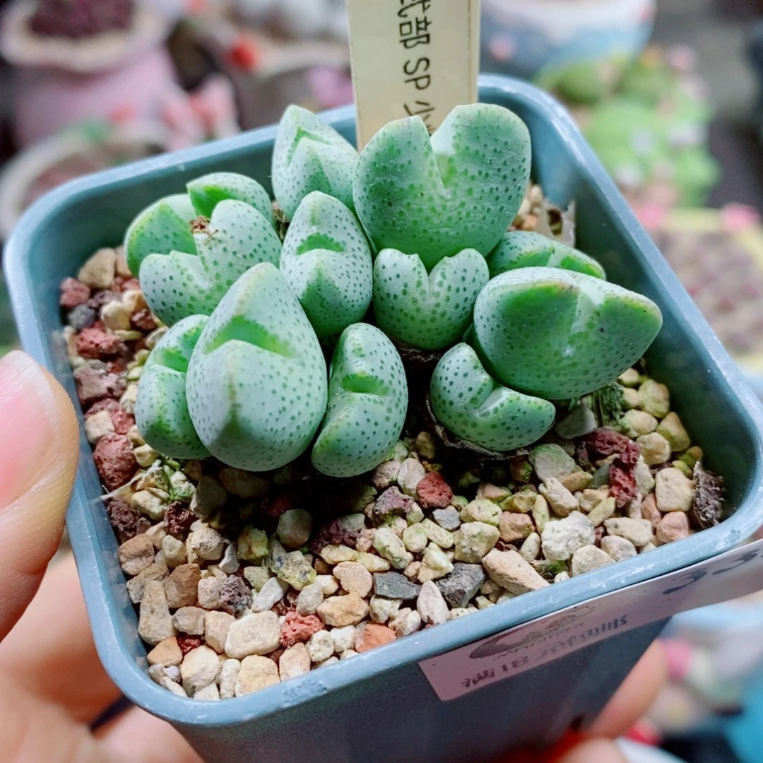 *****生石花花花花花花花333