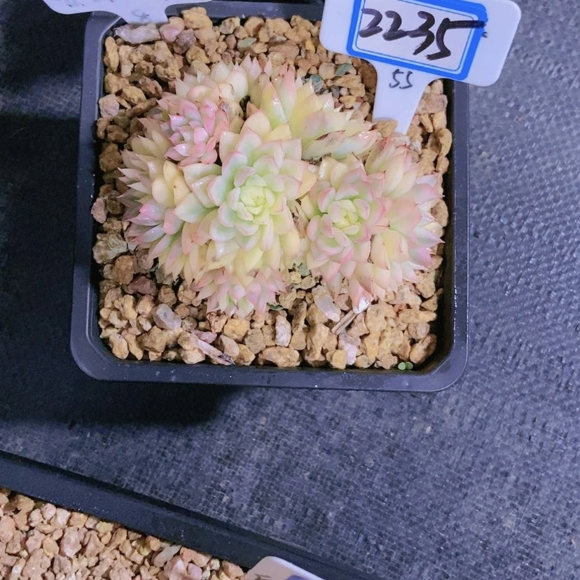 【闪购商品】艺*宝2235
