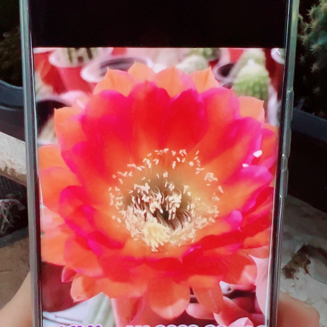 毛花柱28RL3侧芽 20 包邮