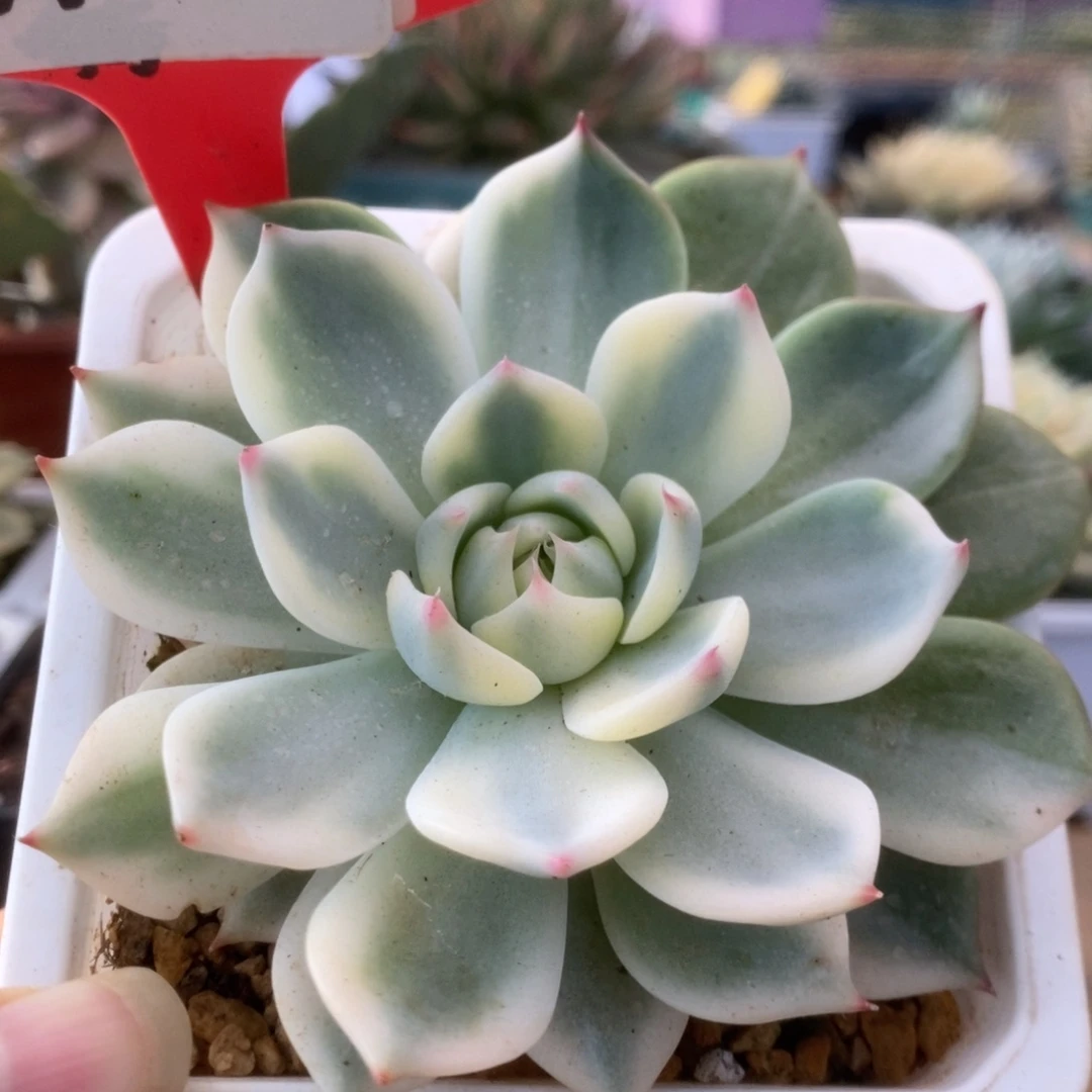 426锦锦锦锦锦锦