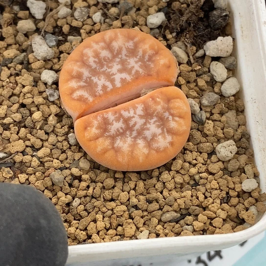 静**。桃喜花园 0621-33拿铁