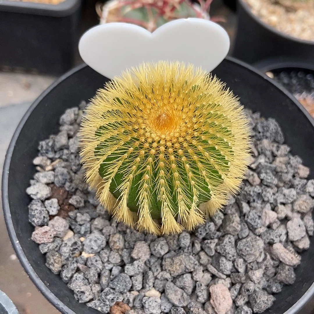 龙**3金刺尤博球仙人球