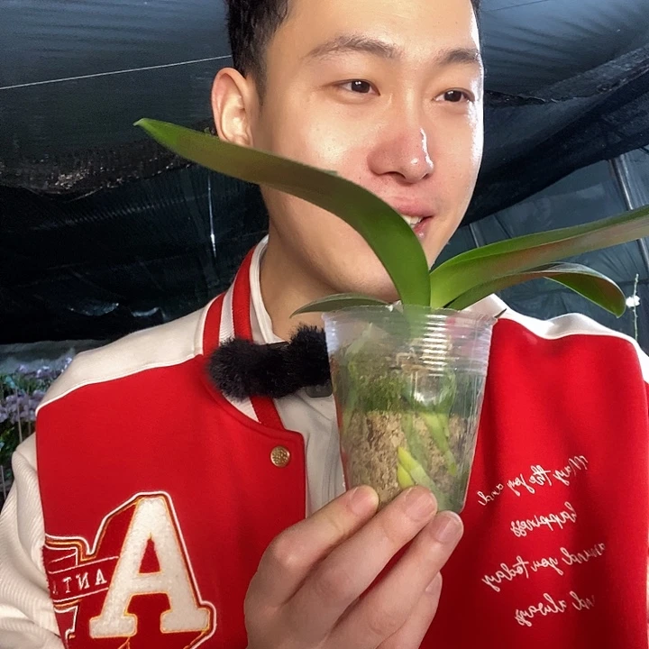 无花朵金边蕾丝蝴蝶兰