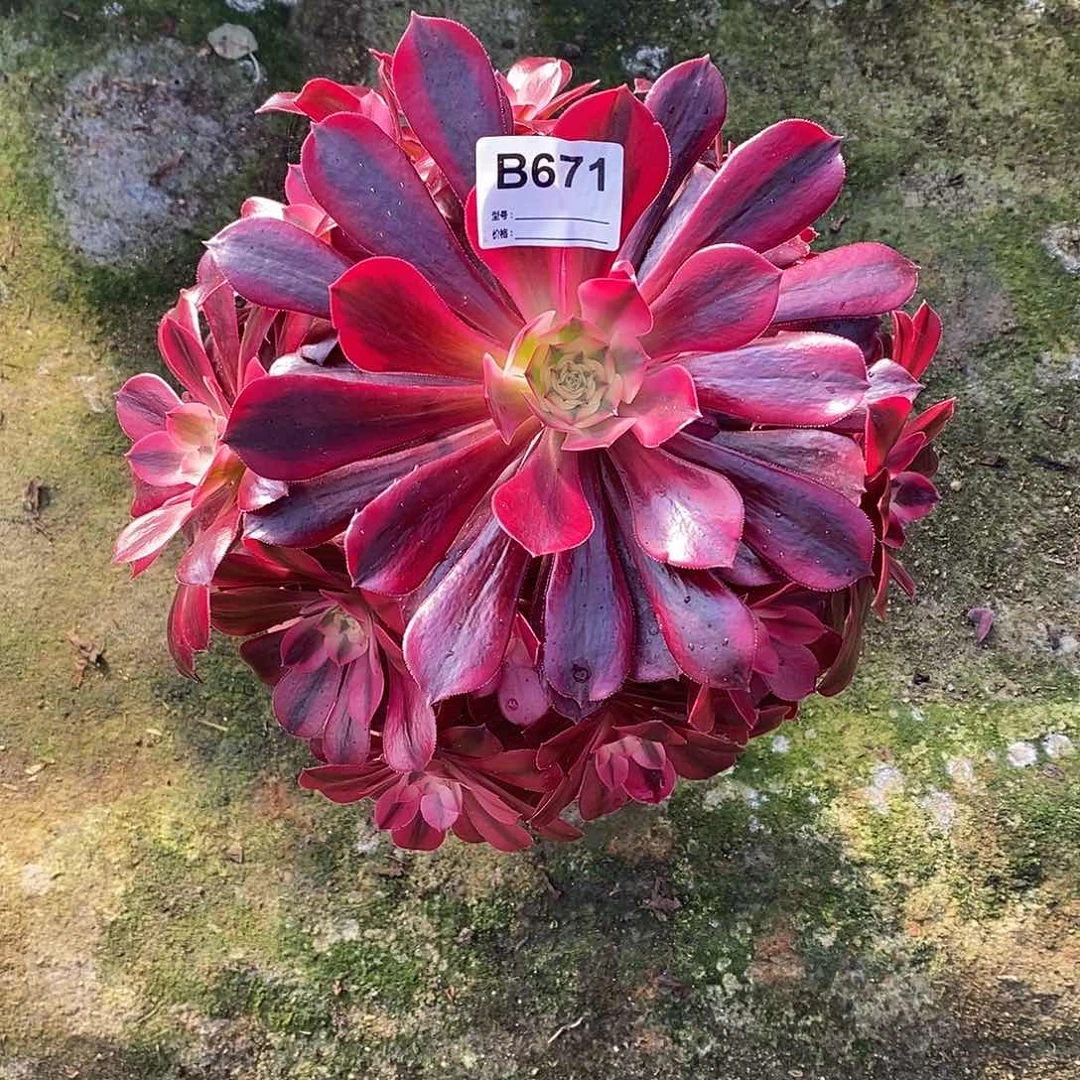 美杜莎多肉植物671
