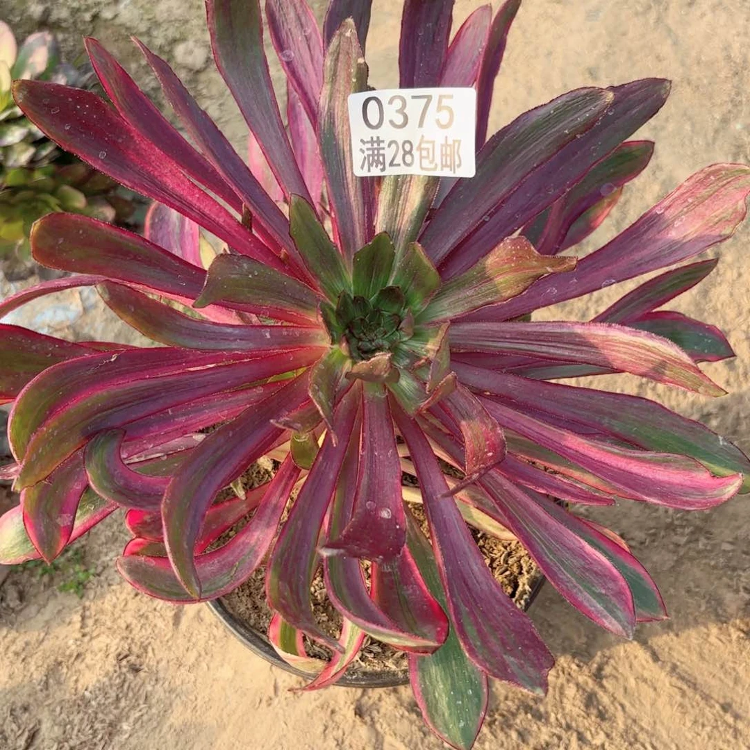 O.   0375乌拉多肉