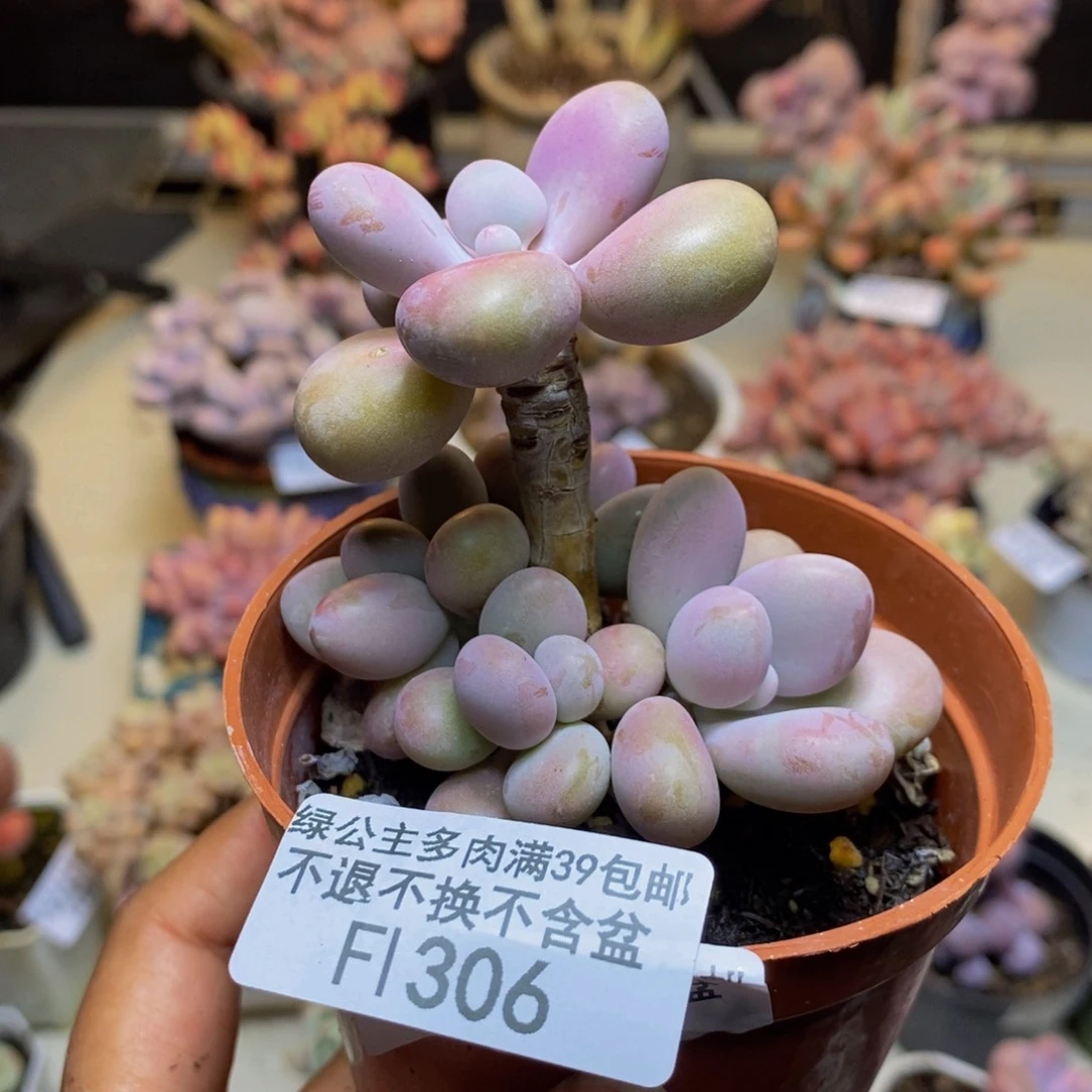 306腰子桃蛋多肉7cm