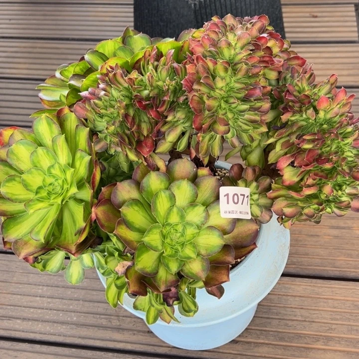 1071韶华缀化老桩