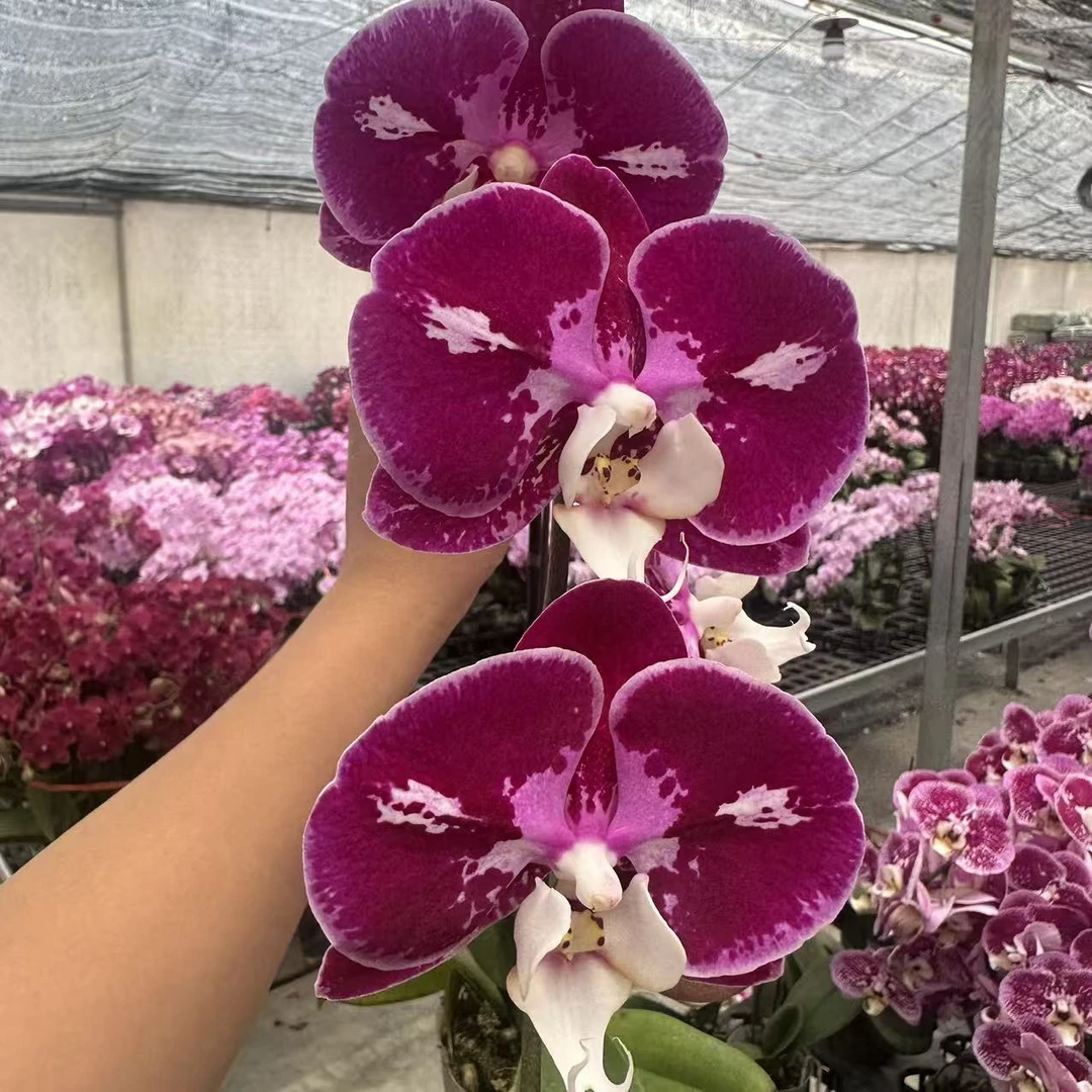 花缘里【黑豹】稀有品种 大花型 经典蝴蝶兰 开花株 基地直发