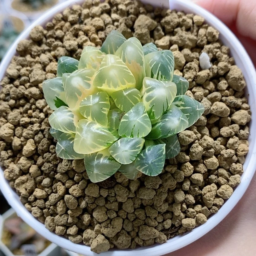 【闪购商品】57老川玉露锦