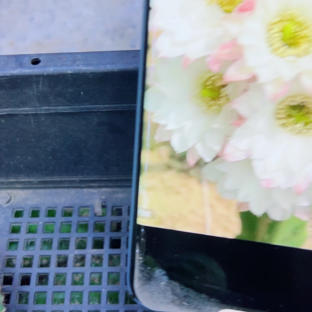 下56矮胖白檀歪无根侧芽3公分左右20包邮