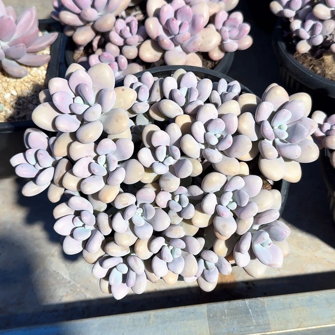 桃蛋整无砍群生木质老桩18公分