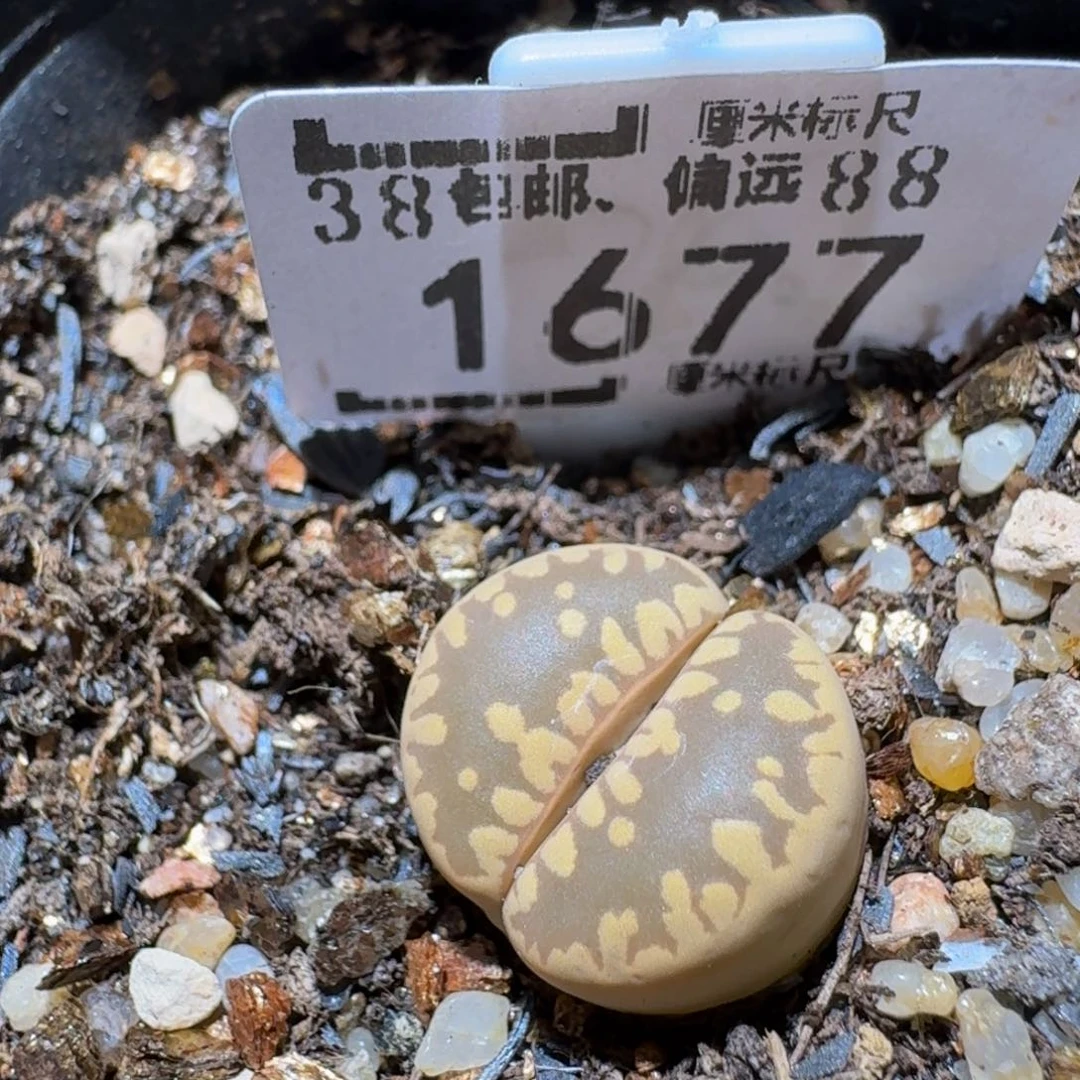 Sss生石花多肉1677