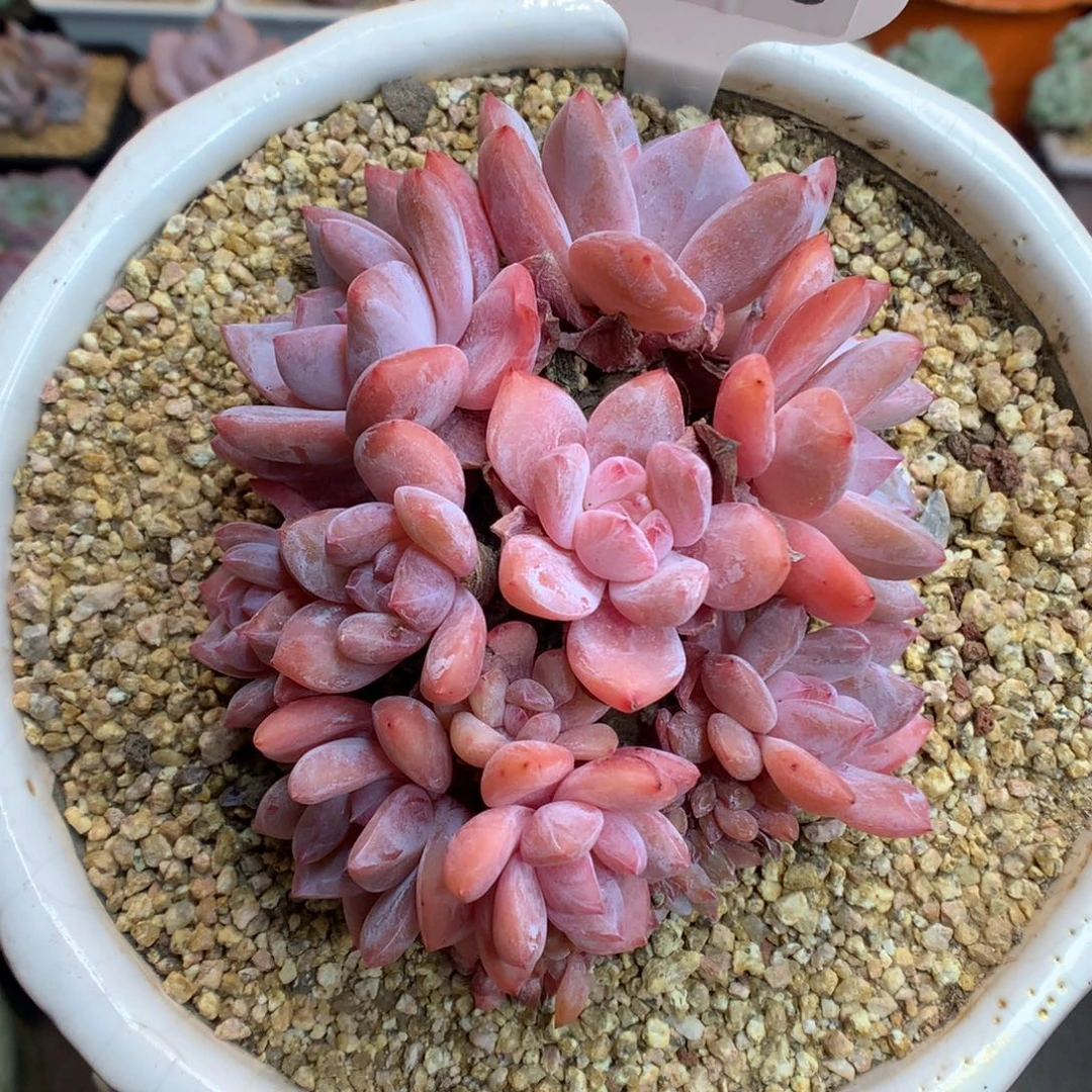 795梦露缀化多肉植物