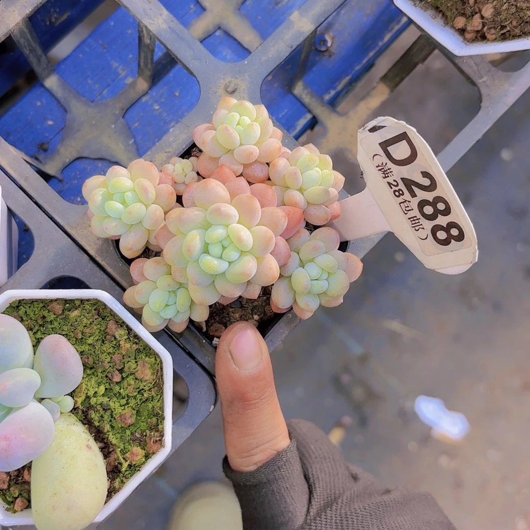 D288鱼子酱一物一拍