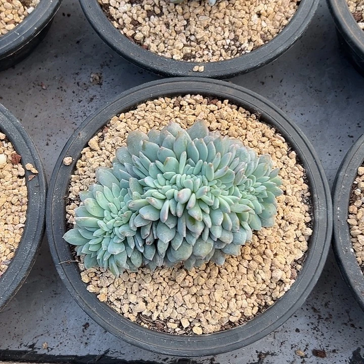 梦露群生缀化多肉