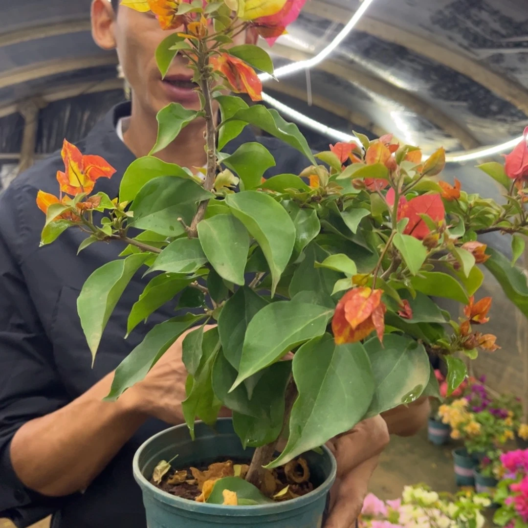 完全开放（飞鱼）三角梅会落花落叶会光杆苗有大有小