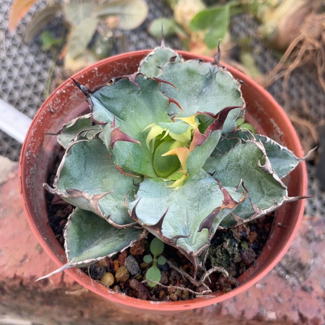 无花朵蓝鲸龙舌兰