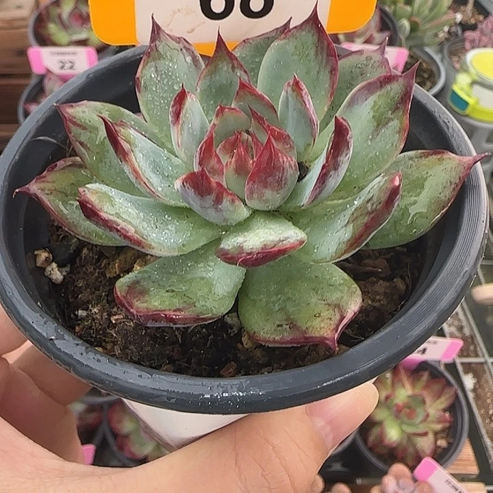 68 惊鸿仙子多肉植物