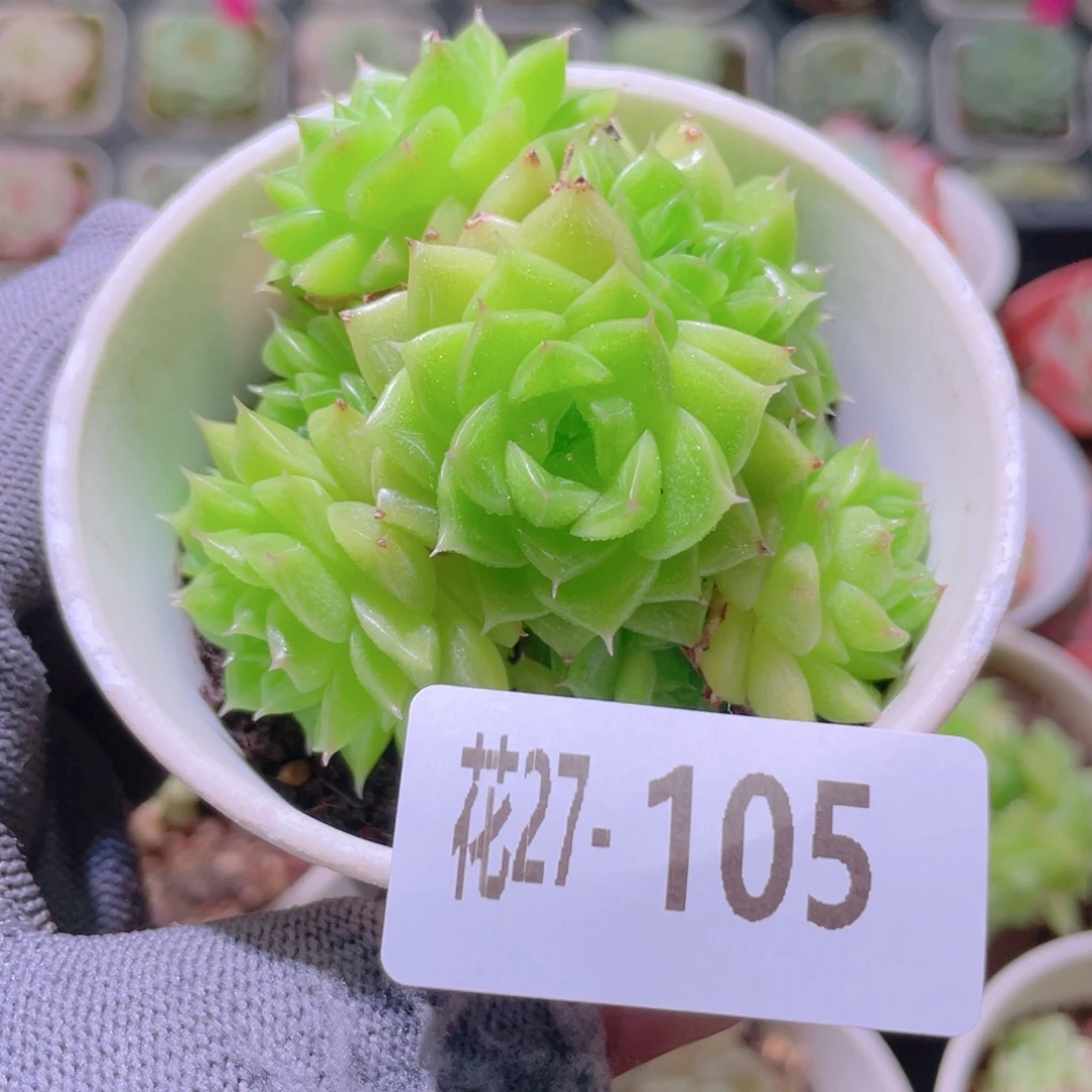 花利美27-105麦秆群
