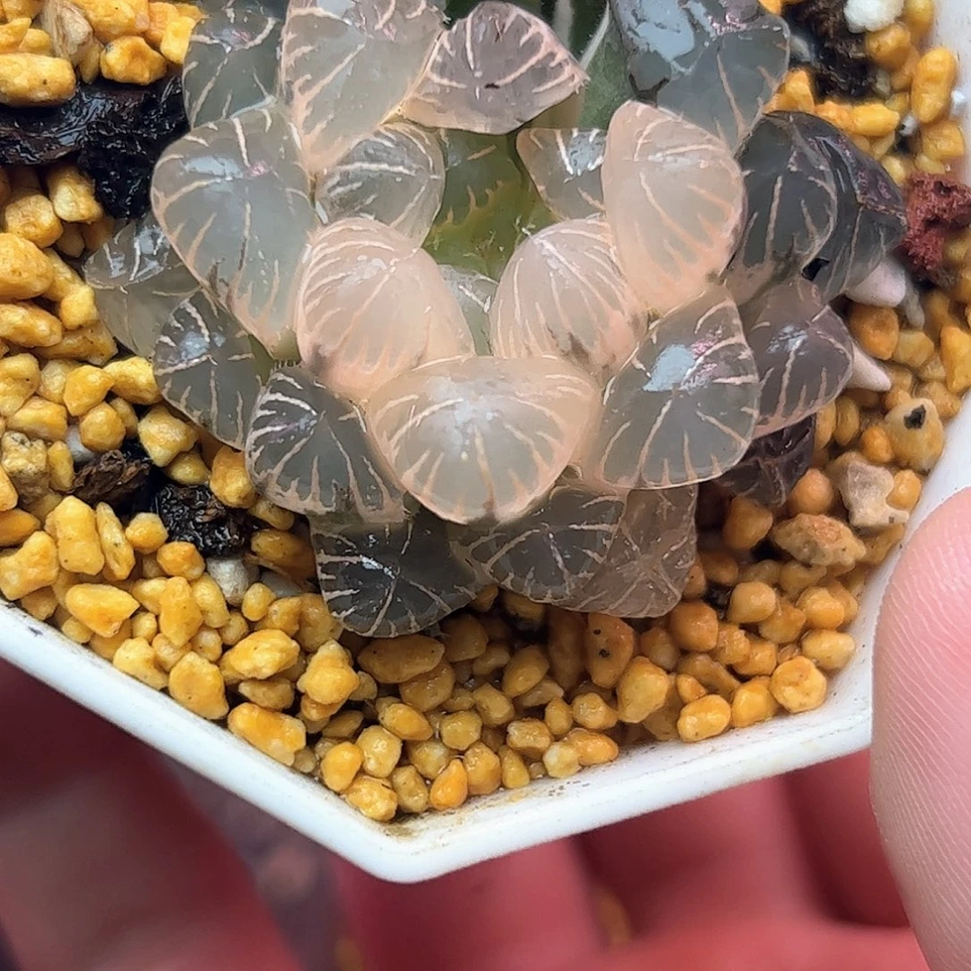 糊斑冰灯锦十二卷多肉