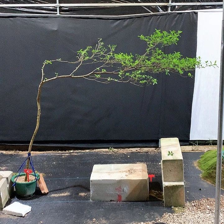 当前无花栽培后可以开花光*1