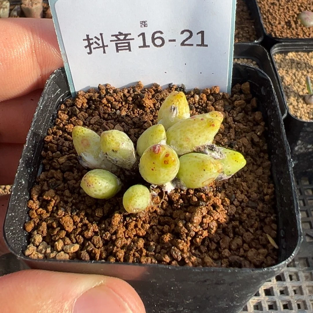 大****嘞16-21斑马多肉植物，