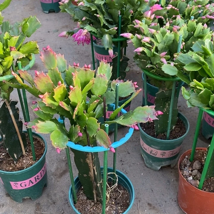 当前无花栽培后可以开花钟***！432嫁接085