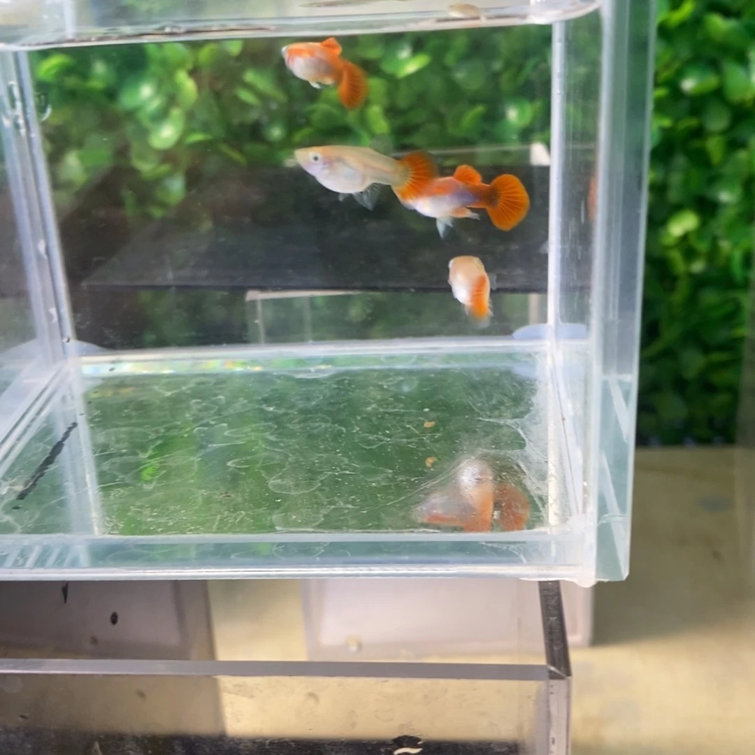 孔雀鱼黄暴球两对