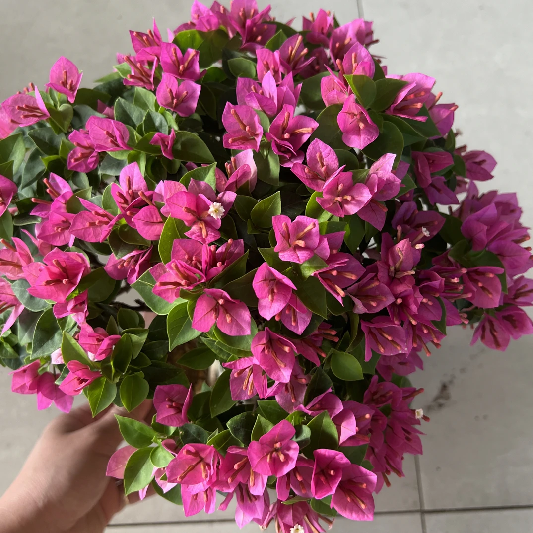 四季勤花桌面款三角梅黄叶落叶花苞掉落是正常.收到换盆不售后