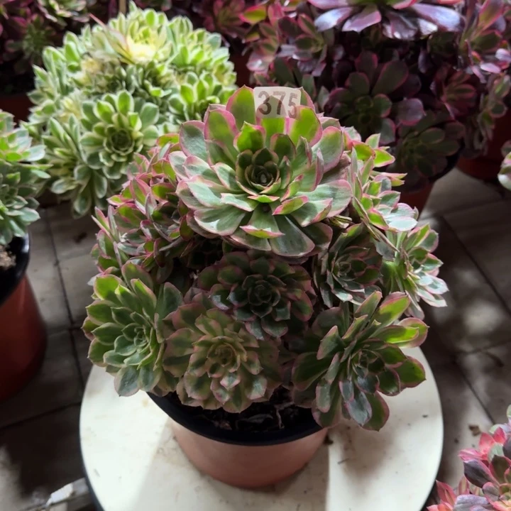 375号云荷法师植物