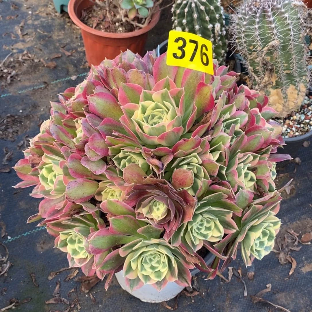 白凤多肉法师376