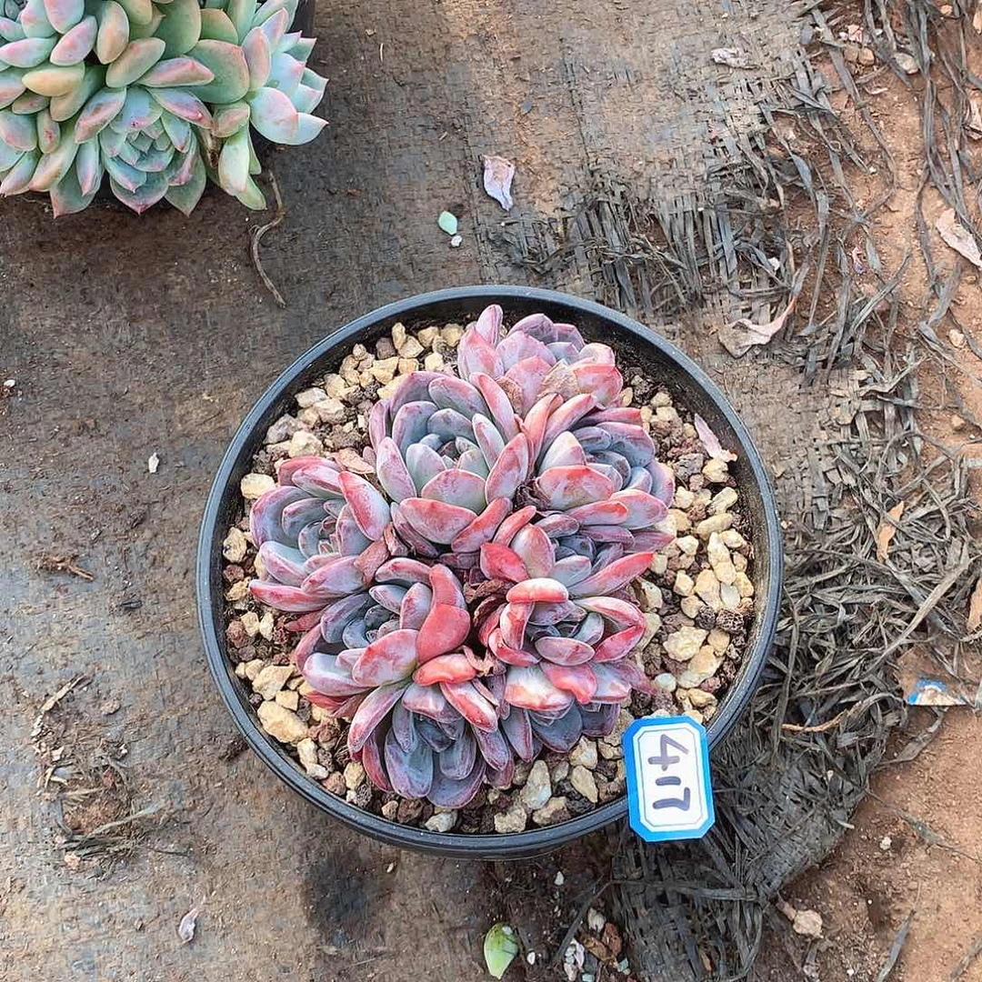 417全明星一物一拍多肉