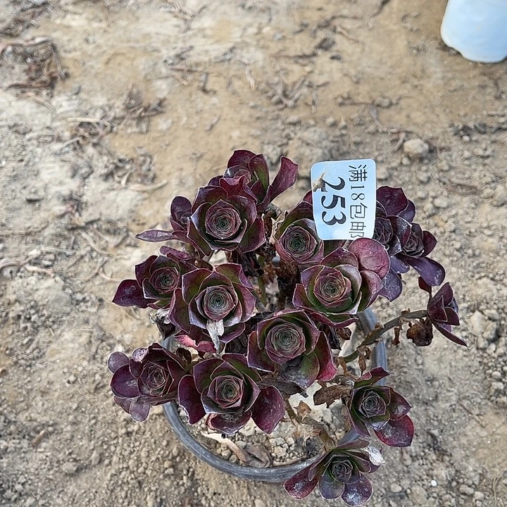 253魅金玫瑰绣球2