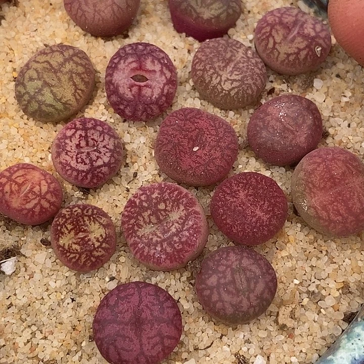 21542吕氏杂交样本一颗