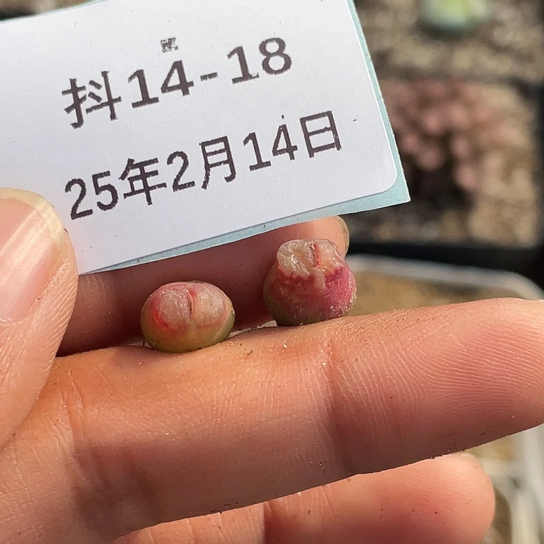 鍵*14-18肉锥多肉植物