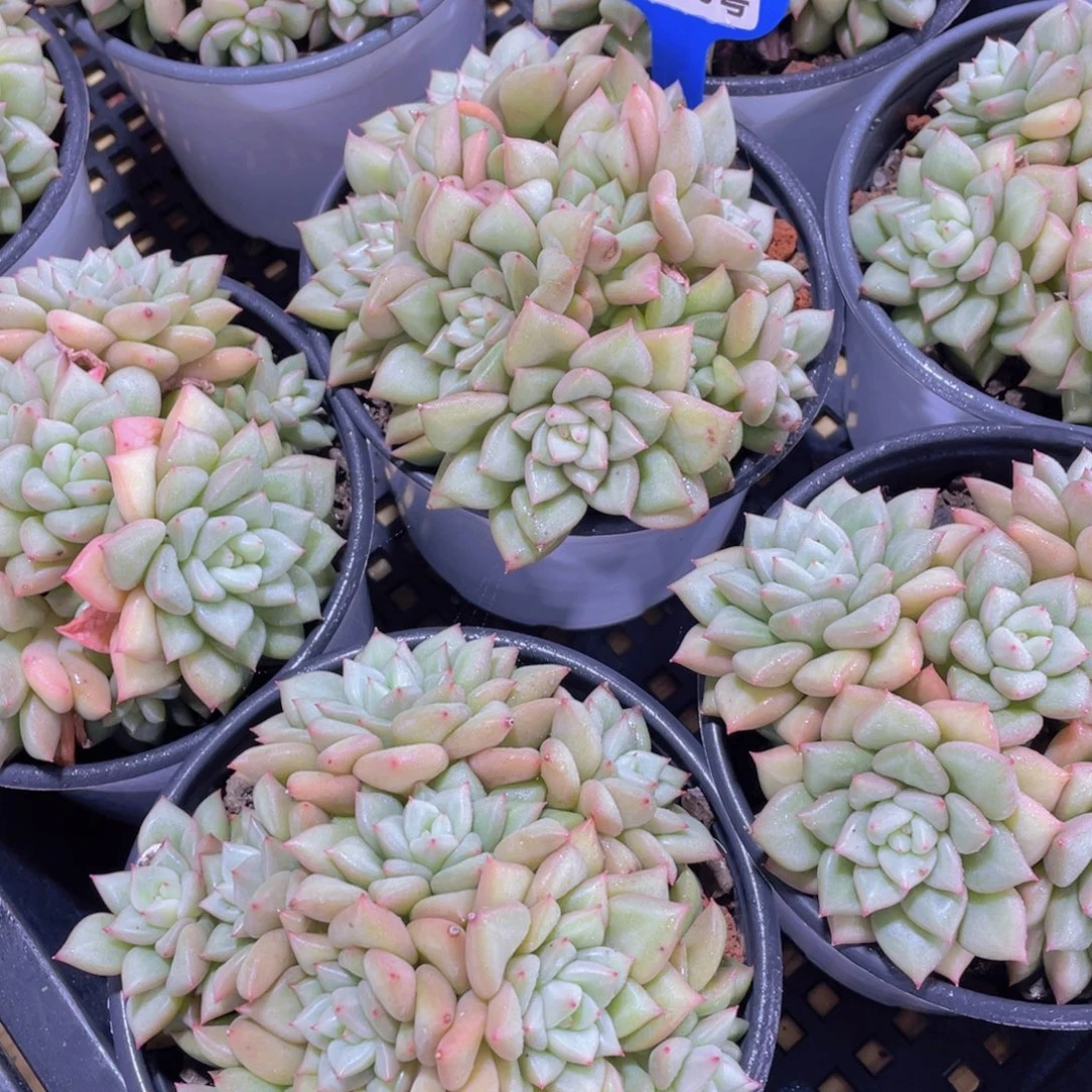 量拍60号 捧花象牙大群一颗