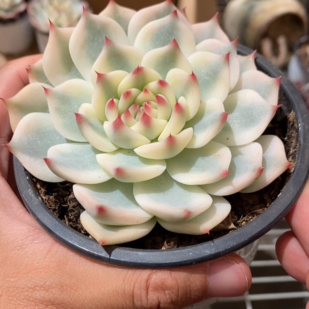吉娃娃多肉植物9206