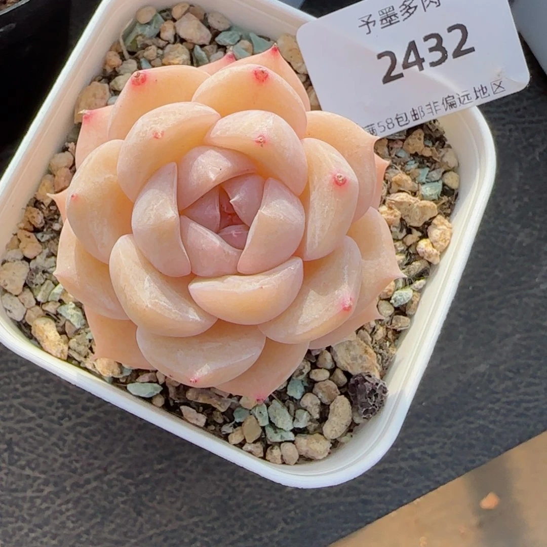 开播福利，2432多肉植物