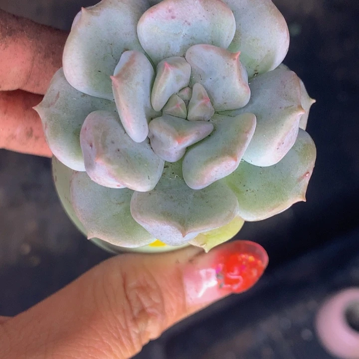 超奶 （满9.99包邮不满9.99发叶子）