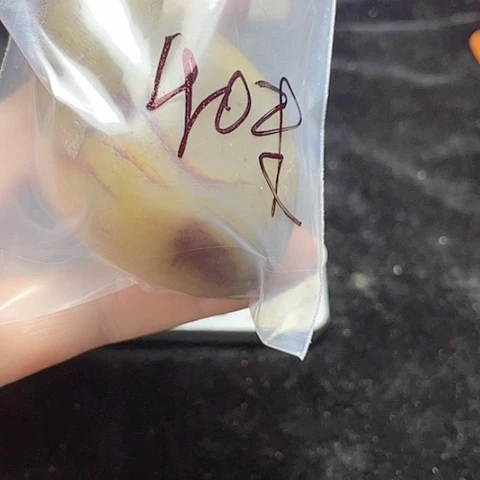 套链未镶嵌和田玉（糖玉）