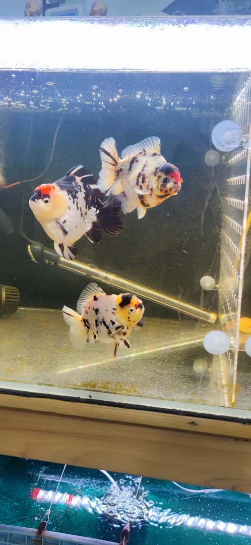 精品原泰NK将军F1一物一拍以实物为主，私拍不发货凭开箱视频售后