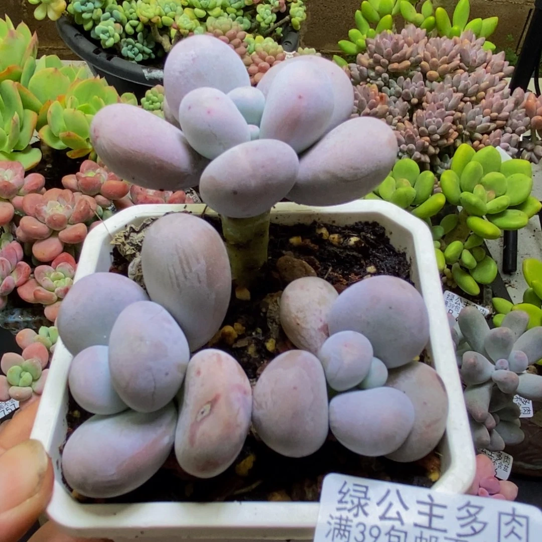 765水光针8cm多肉
