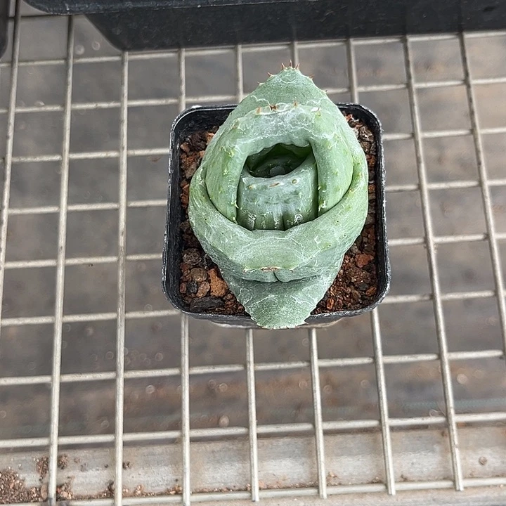 用***3我也不知道我为什么要这样对