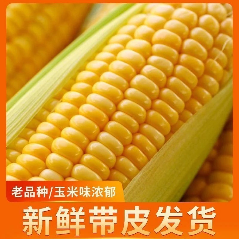 【顺丰包邮】甘肃新鲜黄玉米带壳鲜拌现发货