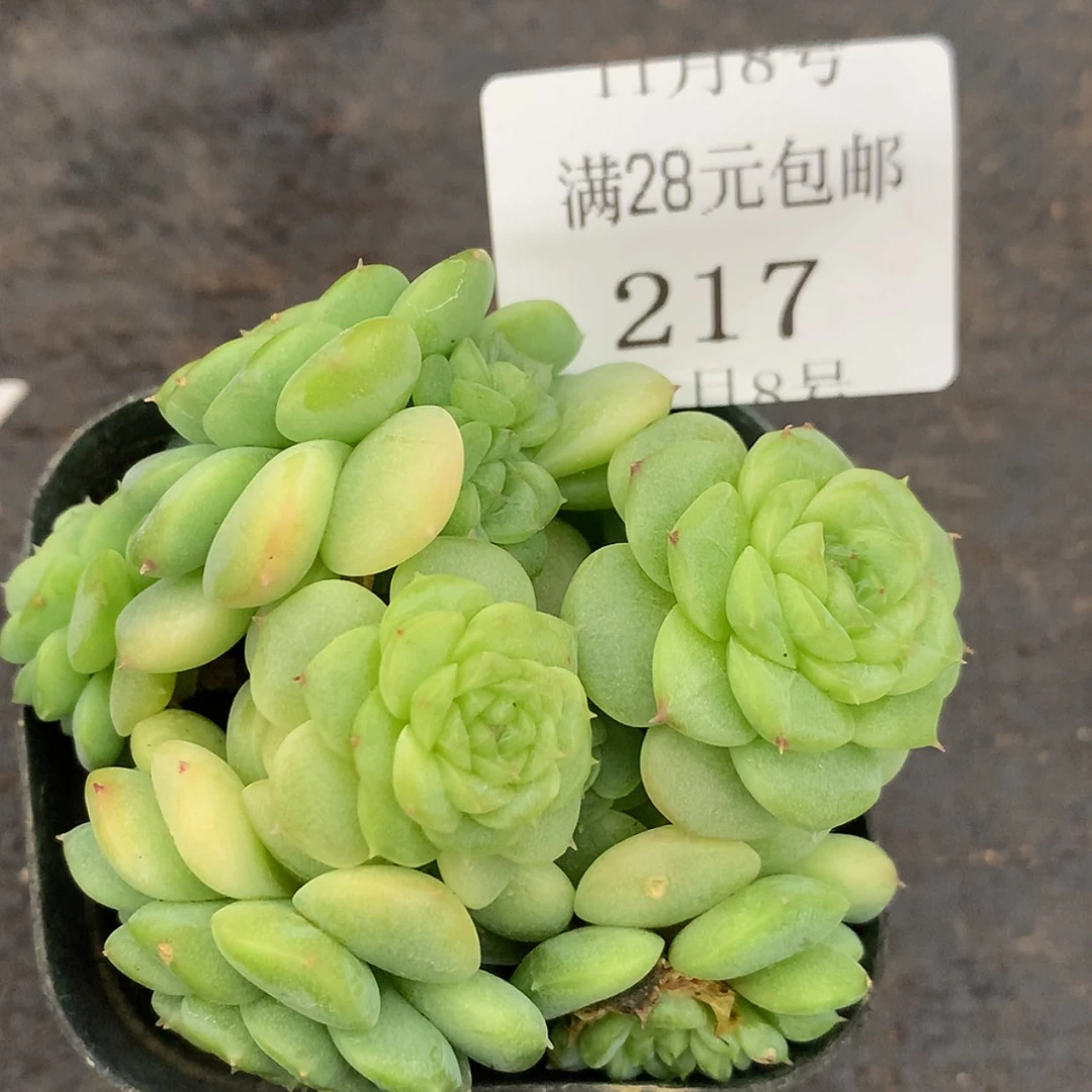 【闪购商品】云217号