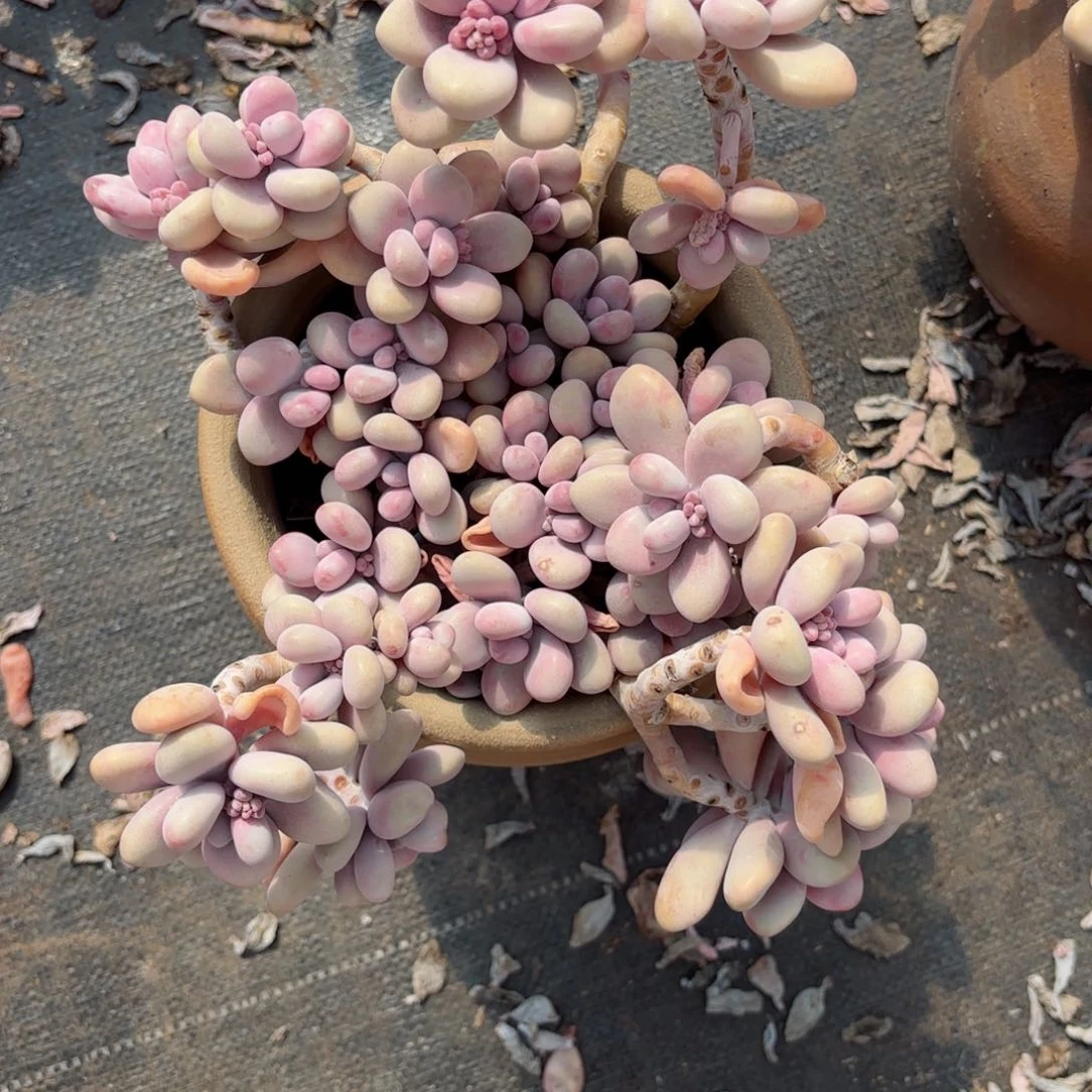 冷**霜桃蛋17-15。